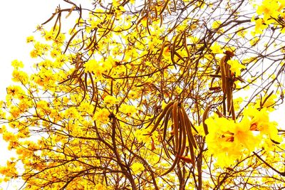 Close-up of yellow flowers on tree