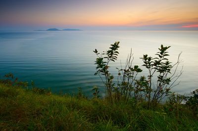 Plants by sea against sky during sunset