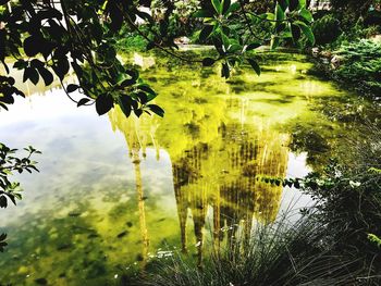 Scenic view of lake in forest