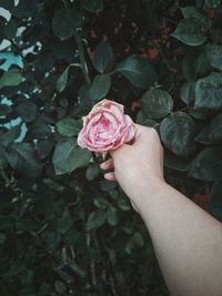 Close-up of hand holding rose