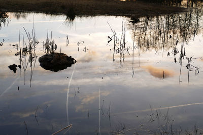 Reflection of plants in lake