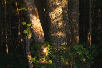 Scenic view of trees in forest