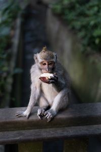 Portrait of monkey sitting on railing