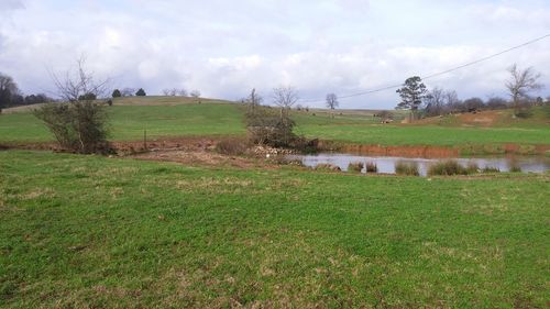 Scenic view of grassy field against sky