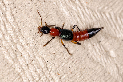 Close-up of insect on wall