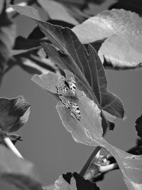 Close-up of leaves on plant