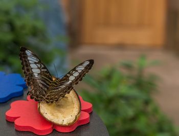 Close-up of butterfly on hand