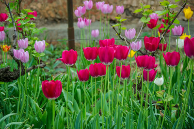 Pink tulips in field