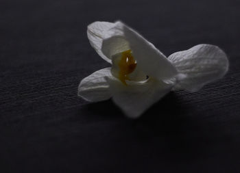 Close-up of white rose on table