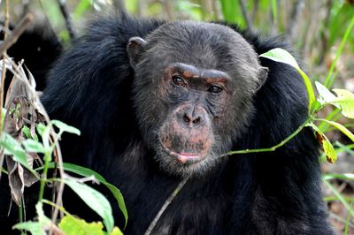 Close-up of chimpanzee sitting in forest