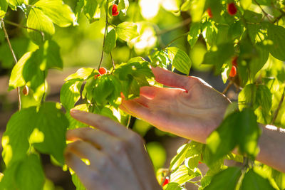 Picking up red dogwood berries from the green bush.