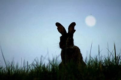 Rabbit on grassy field against sky at dusk