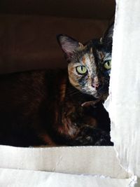 Close-up portrait of a cat