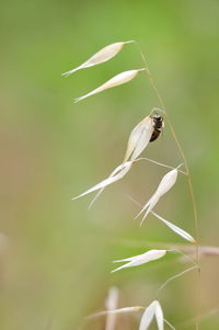 Close-up of insect on plant