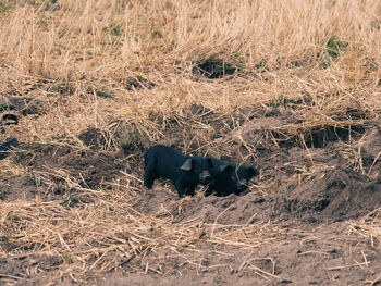 View of a horse in the field