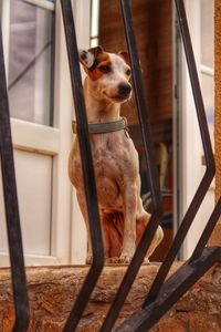 Dog looking away at entrance