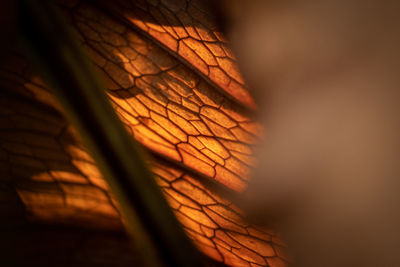 Macro shot of dry plant