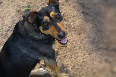 Close-up of dog