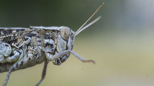 Close-up of insect