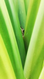 Close-up of lizard on leaf