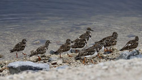 Flock of birds on beach