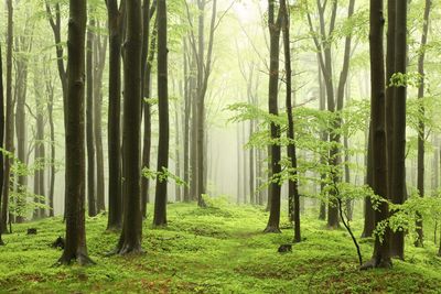 Trees growing in forest