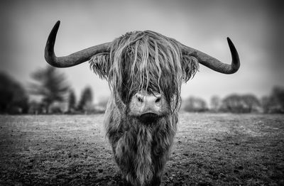 Portrait of a horse on field