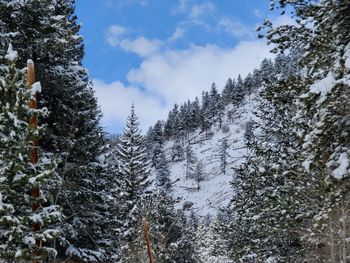 Pine trees in forest against sky during winter