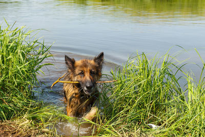 Portrait of dog in lake