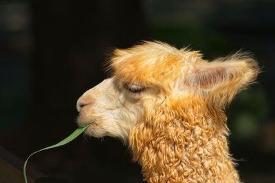 Side view head shot of the alpaca