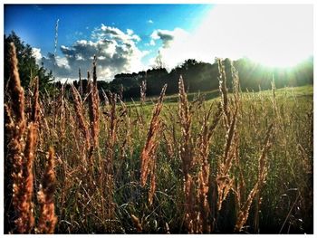 Scenic view of grassy field against sky