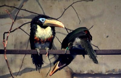 Close-up of birds perching on branch