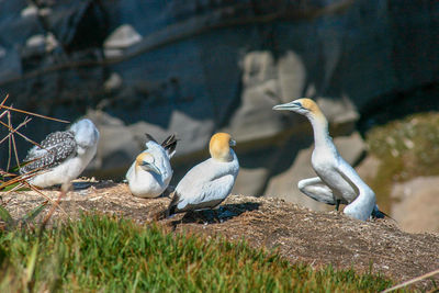 Seagulls perching on a land