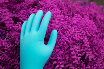 High angle view of hand on pink flower