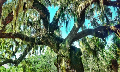 Low angle view of trees