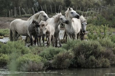 Horses in a lake