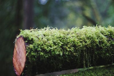 Close-up of tree trunk