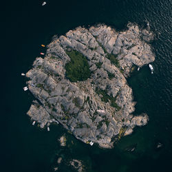 High angle view of lizard on rock