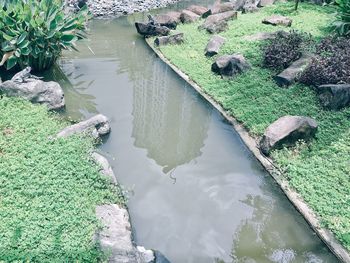 High angle view of bird on rock amidst grass
