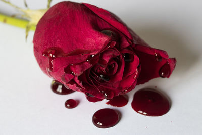 Close-up of red rose on white background