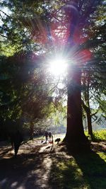 Sun shining through trees