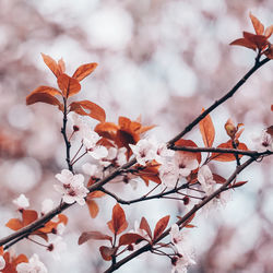 Close-up of cherry blossoms in spring