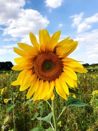 Close-up of sunflower on field against sky