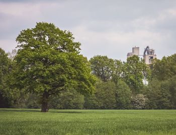 Trees and plants on field against sky