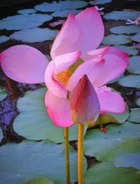Close-up of lotus water lily in pond
