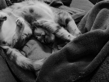 High angle view of cat sleeping at home