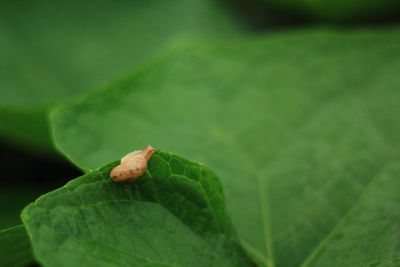 Close-up of insect on leaf