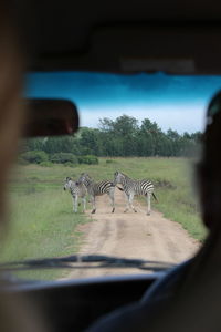 Zebra crossing in a car