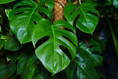 Monstera leaves or swiss cheese factory or monstera gourmet in nature, tropical