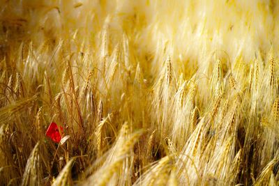 Scenic view of wheat field